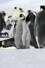 Image showing Emperor penguin (Aptenodytes forsteri)