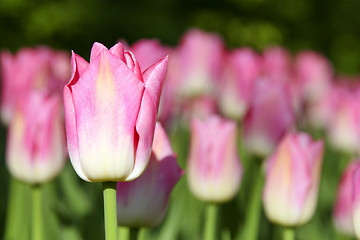 Image showing Tulips