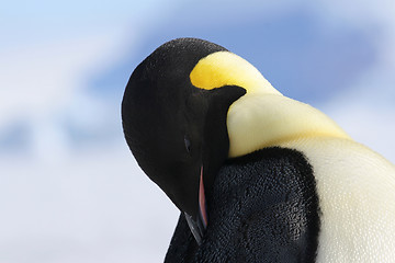 Image showing Emperor penguin (Aptenodytes forsteri)