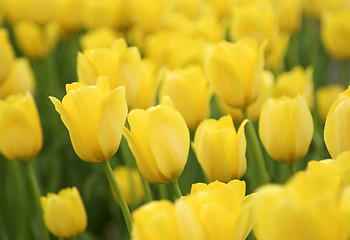 Image showing Tulips