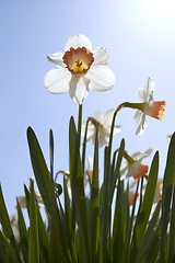 Image showing Daffodils in the flower districs of Holland