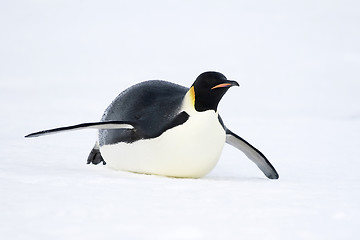 Image showing Emperor penguin (Aptenodytes forsteri)