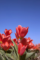 Image showing Tulips