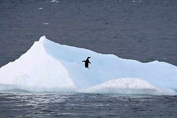 Image showing Adelie penguin (Pygoscelis adeliae)