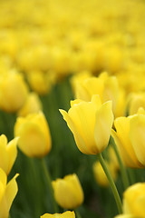 Image showing Tulips