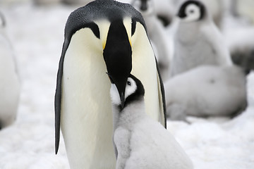 Image showing Emperor penguins (Aptenodytes forsteri)