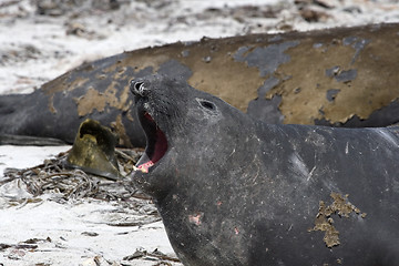 Image showing Southern elephant seal (Mirounga leonina)