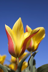 Image showing Tulips