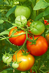 Image showing Red and green tomatoes in greenhouse