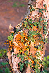 Image showing Hedera in spring