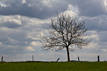 Image showing Lonely tree