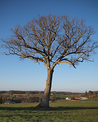 Image showing Solitary oak in winter.