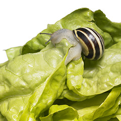 Image showing striped Grove snail and lettuce leaves