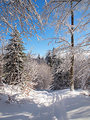 Image showing Forest in winter