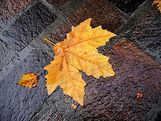 Image showing fall bright wet leaf