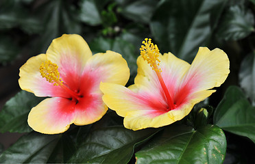 Image showing hibiscus