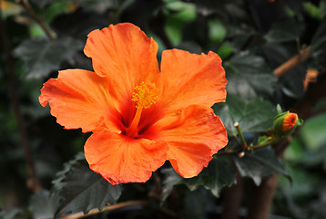 Image showing hibiscus