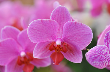 Image showing phalaenopsis