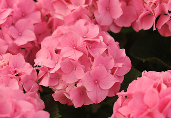 Image showing pink  Hydrangea (Hortensia)