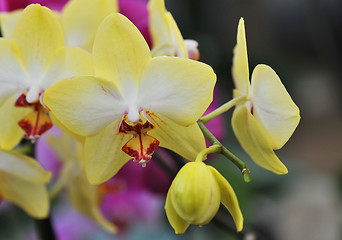 Image showing phalaenopsis