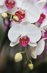 Image showing phalaenopsis