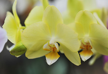 Image showing phalaenopsis