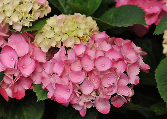 Image showing pink  Hydrangea (Hortensia)