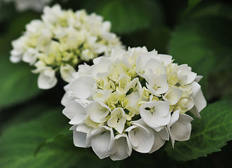 Image showing white  Hydrangea (Hortensia)