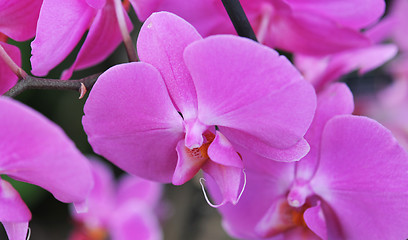 Image showing phalaenopsis