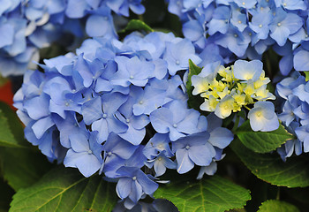 Image showing Blue Hydrangea (Hortensia) 