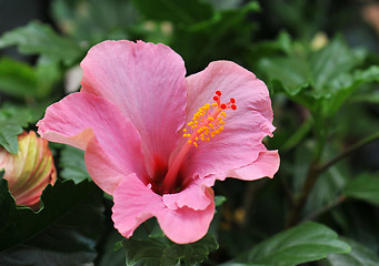 Image showing hibiscus