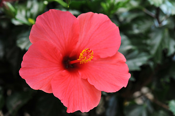 Image showing hibiscus