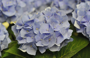 Image showing Blue Hydrangea (Hortensia)