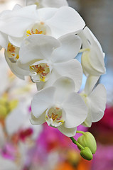 Image showing phalaenopsis