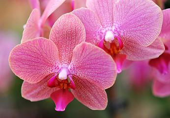 Image showing phalaenopsis