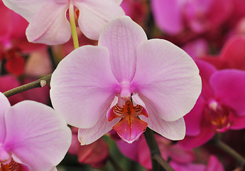 Image showing phalaenopsis