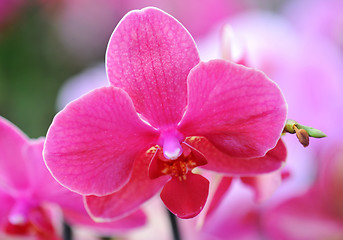 Image showing phalaenopsis