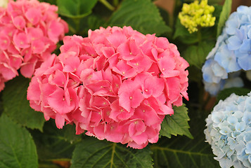 Image showing pink  Hydrangea (Hortensia)