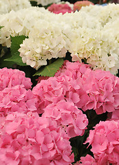 Image showing pink and white Hydrangea (Hortensia)