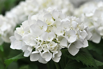 Image showing white  Hydrangea (Hortensia)