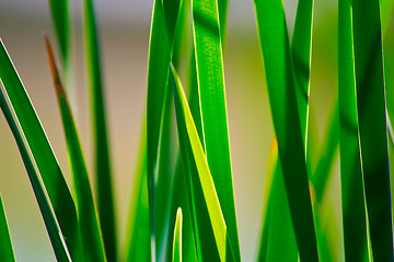 Image showing nature background with grass