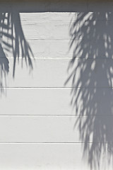 Image showing cement wall with a shade from palm trees