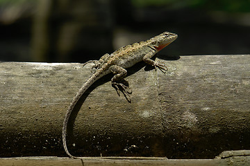 Image showing the lizard on the tree