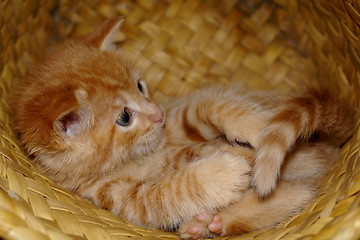 Image showing the kitten in the basket
