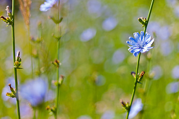 Image showing beautiful blue flowers background for design