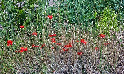 Image showing Wild poppies growing in a spring field