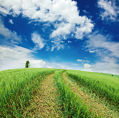 Image showing  field with ears of wheat 