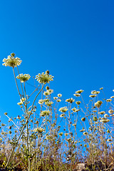 Image showing beautiful flowers in the sky