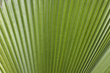 Image showing Palm Tree