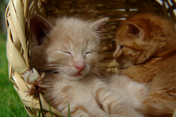 Image showing two sleeping kitten in the basket